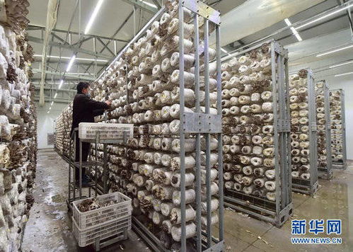 河北贊皇 食用菌工廠化生產(chǎn)忙 凈水劑產(chǎn)業(yè)協(xié)同發(fā)展